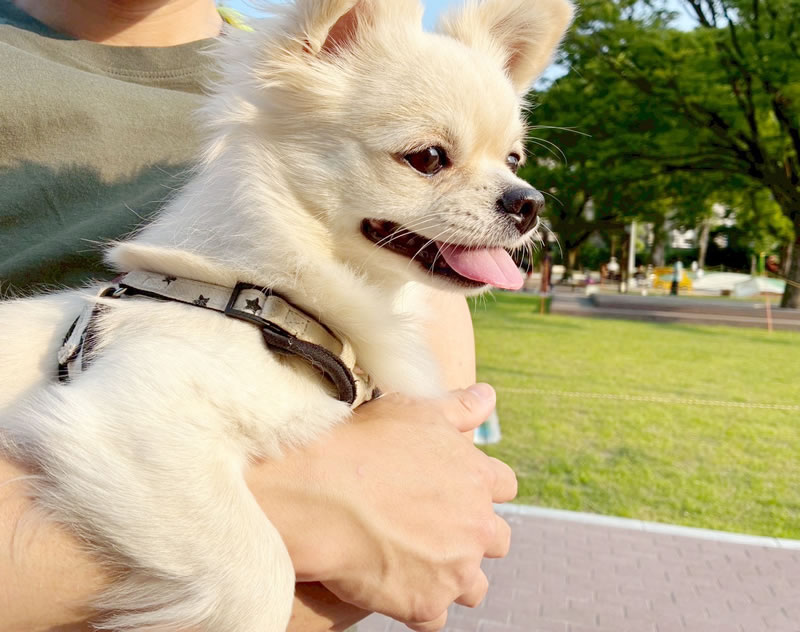 犬